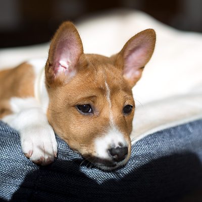 Amy_klein_Basenji