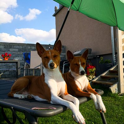 Basenji_Mascha_Amy_Sonnenbad_2