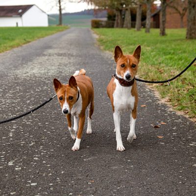 Basenji_Mascha_Amy_zusammen