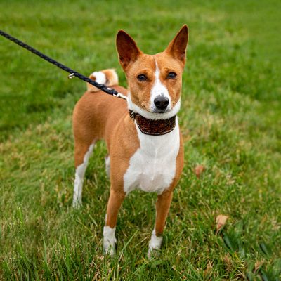 Basenji_Portrait_Mascha