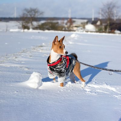 Mascha im Schnee_Basenji