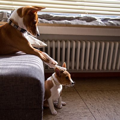 Mascha_und_Amy_Basenji